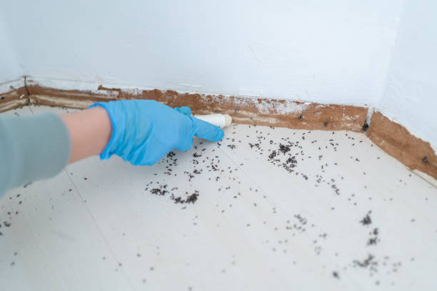 Best Flea Control Services  in Mondovi, WI